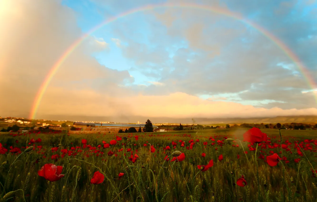 Photo wallpaper field, summer, the sky, clouds, drops, trees, flowers, Maki