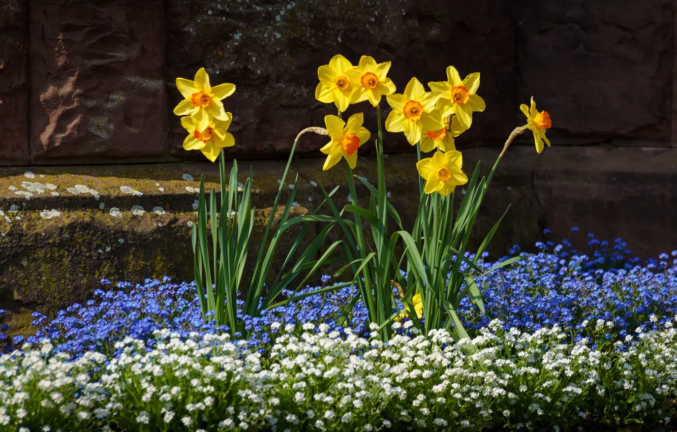 Photo wallpaper flowers, the dark background, stones, spring, yellow, white, flowerbed, blue