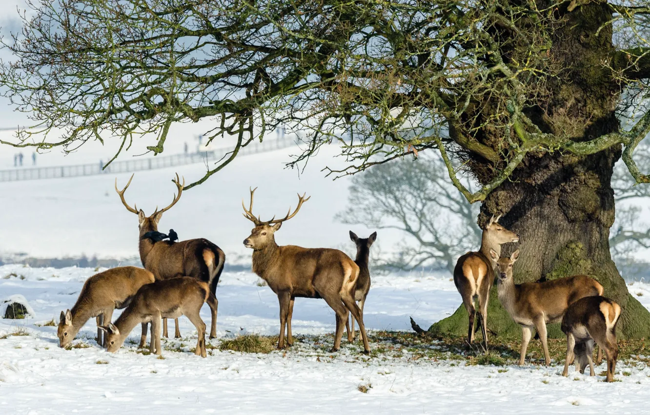 Photo wallpaper snow, tree, deer, family, horns, the herd