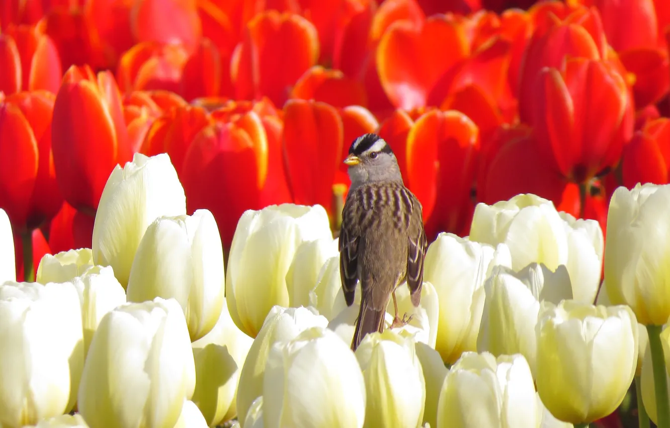 Photo wallpaper field, bird, spring, tulips