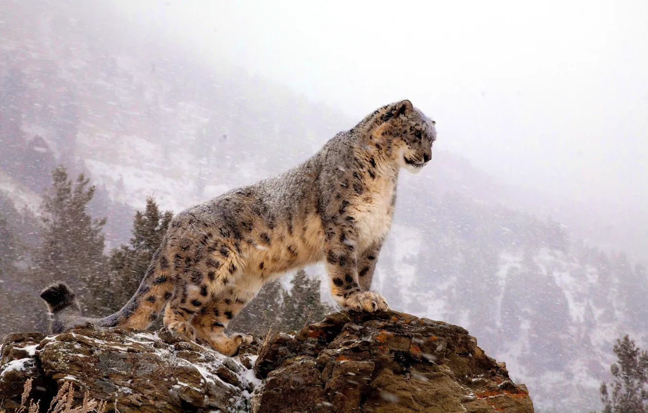 Photo wallpaper mountains, rock, IRBIS, snow leopard, is, Blizzard, looks