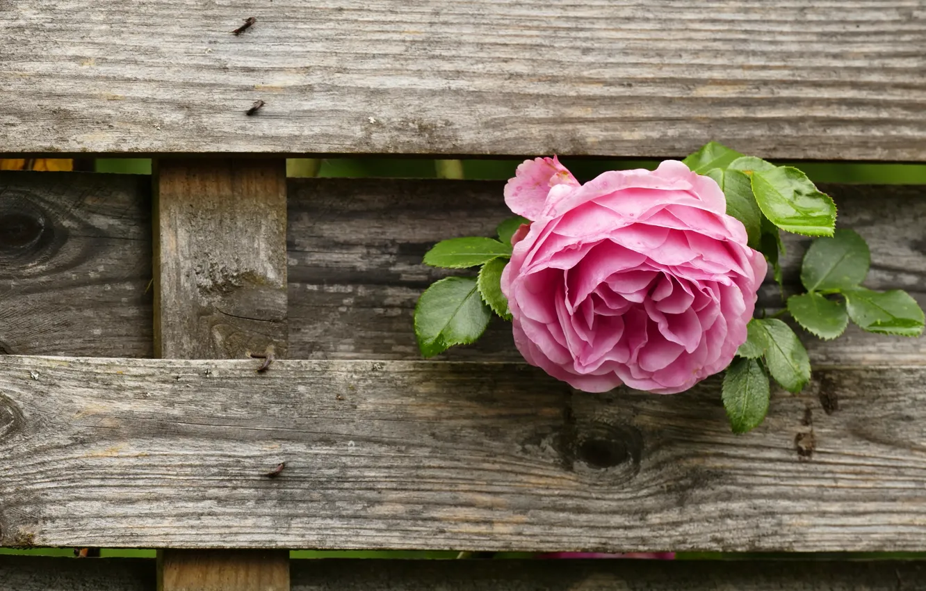 Photo wallpaper flower, pink, Board, the fence, rose