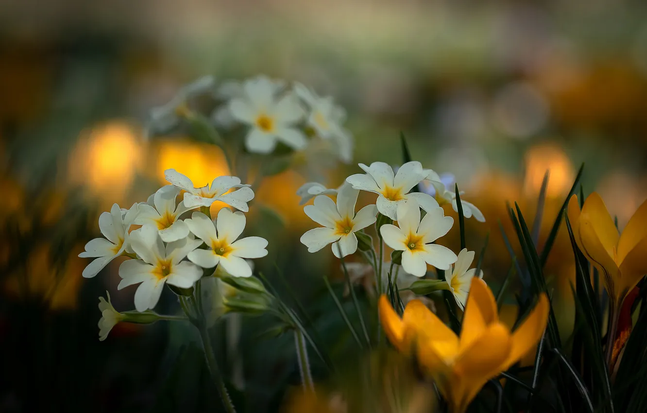 Photo wallpaper flowers, yellow, spring, crocuses, white, bokeh, Primula