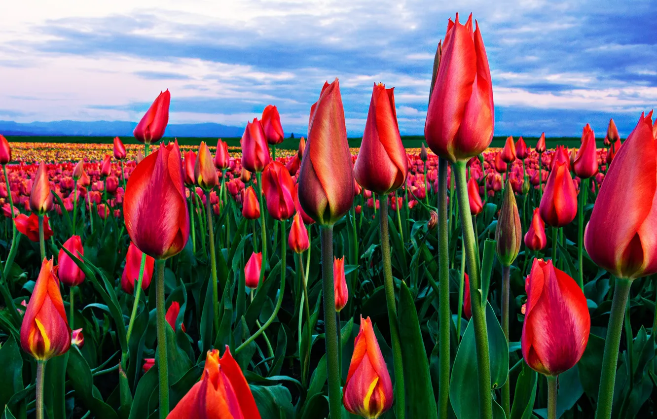 Photo wallpaper the sky, clouds, flowers, red, blue, bright, spring, horizon
