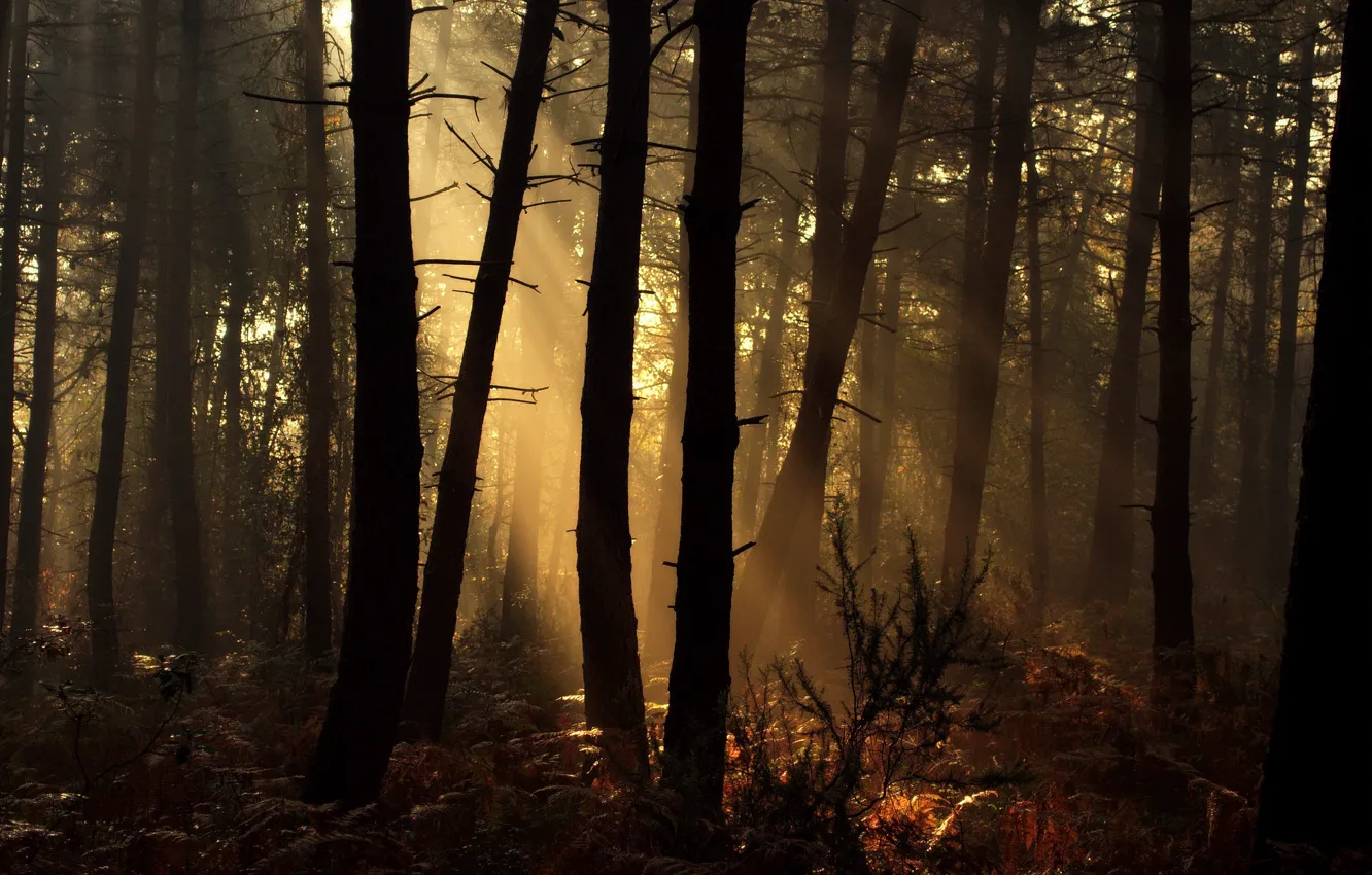 Photo wallpaper forest, morning, sunlight