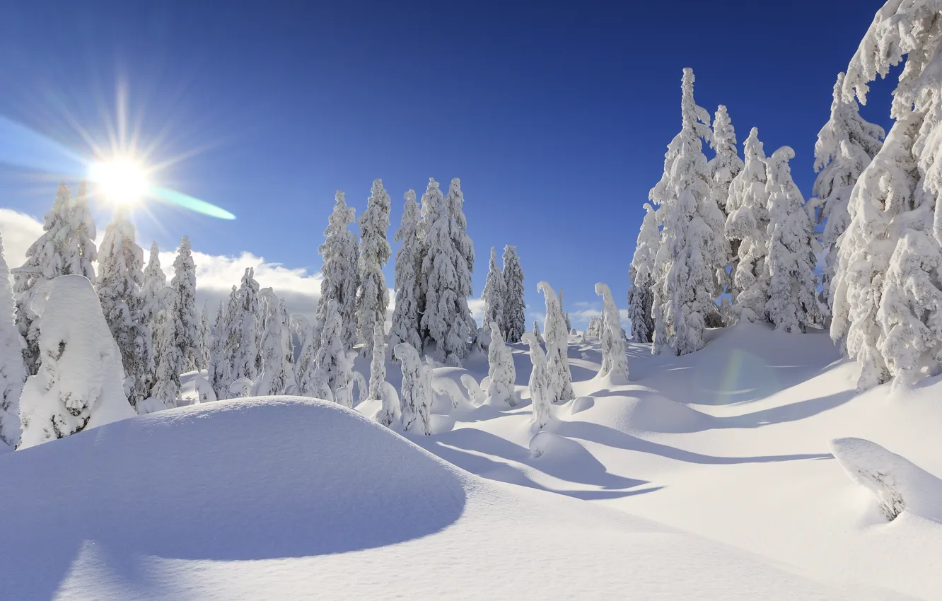 Photo wallpaper winter, snow, trees, ate, Canada, the snow, Vancouver, Canada