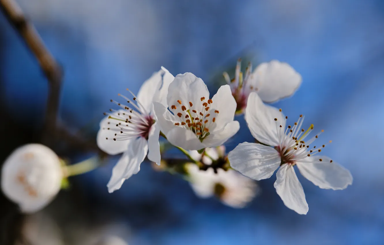 Photo wallpaper flowers, spring, drain