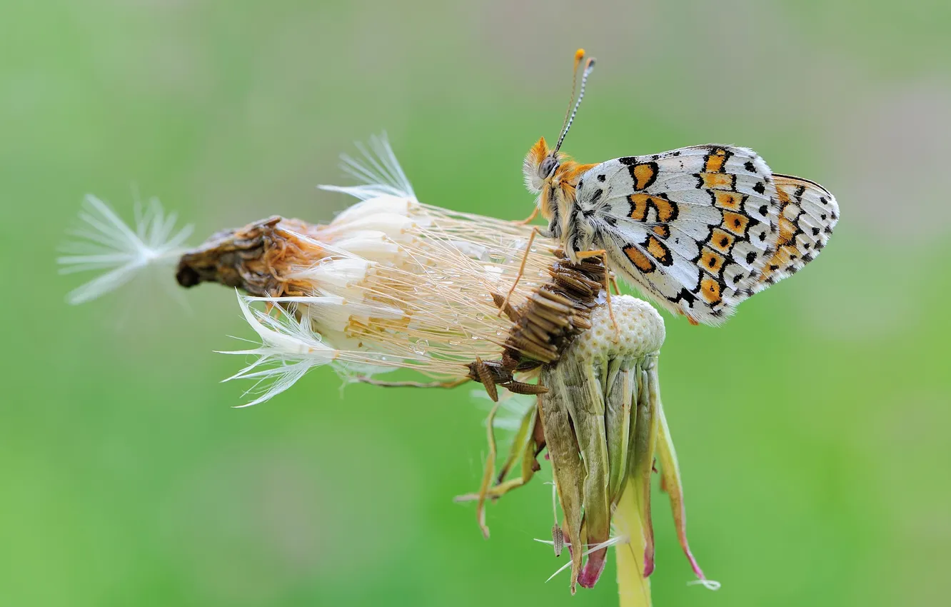Photo wallpaper dandelion, butterfly, insect