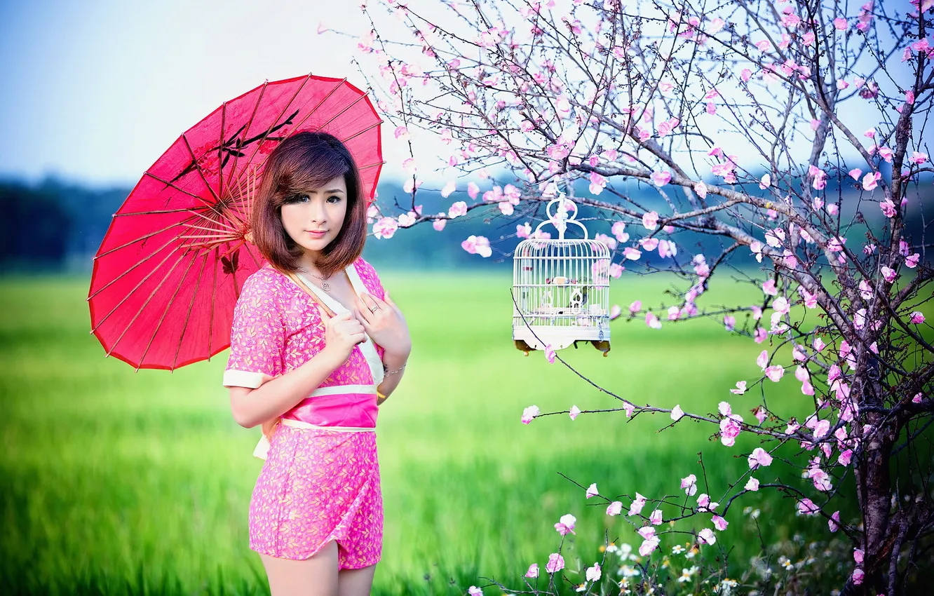 Photo wallpaper girl, umbrella, Sakura, Asian