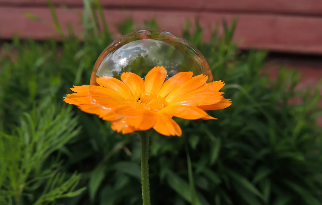 Photo wallpaper macro, flowers, chamomile