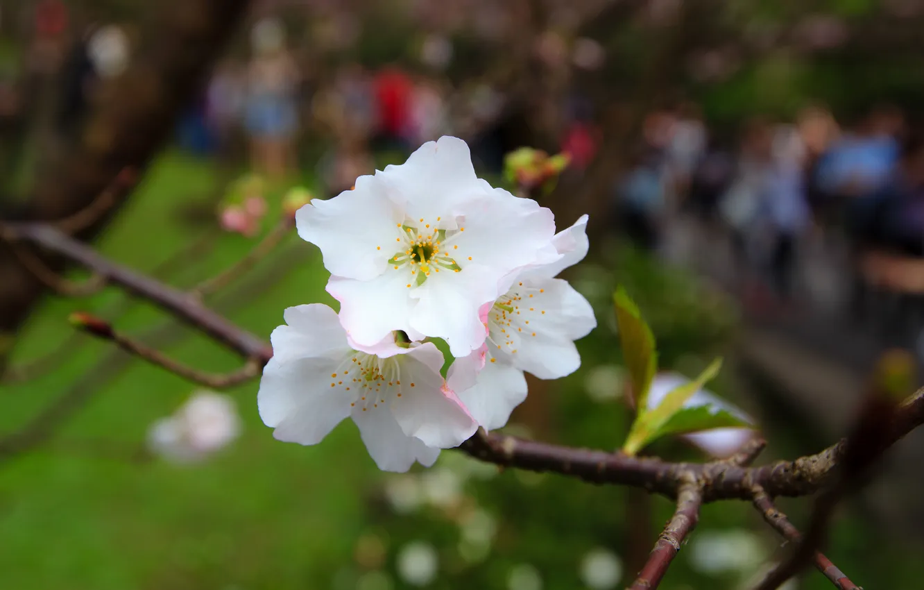 Photo wallpaper flowers, branches, background, white, blooming