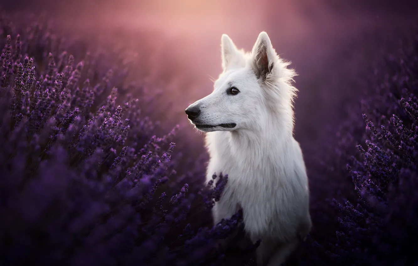 Photo wallpaper look, face, dog, lavender, The white Swiss shepherd dog