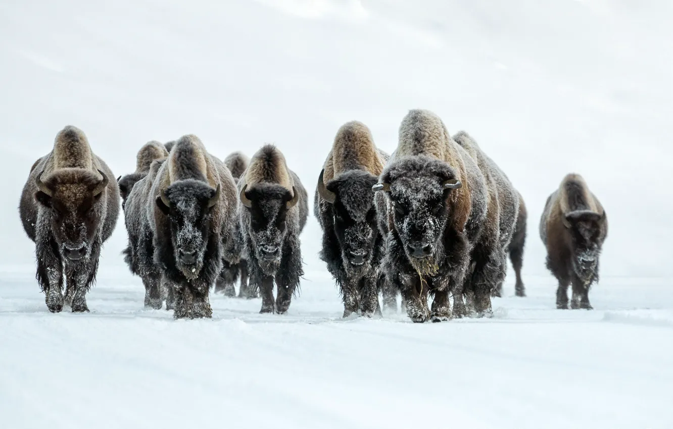 Photo wallpaper winter, fog, Buffalo