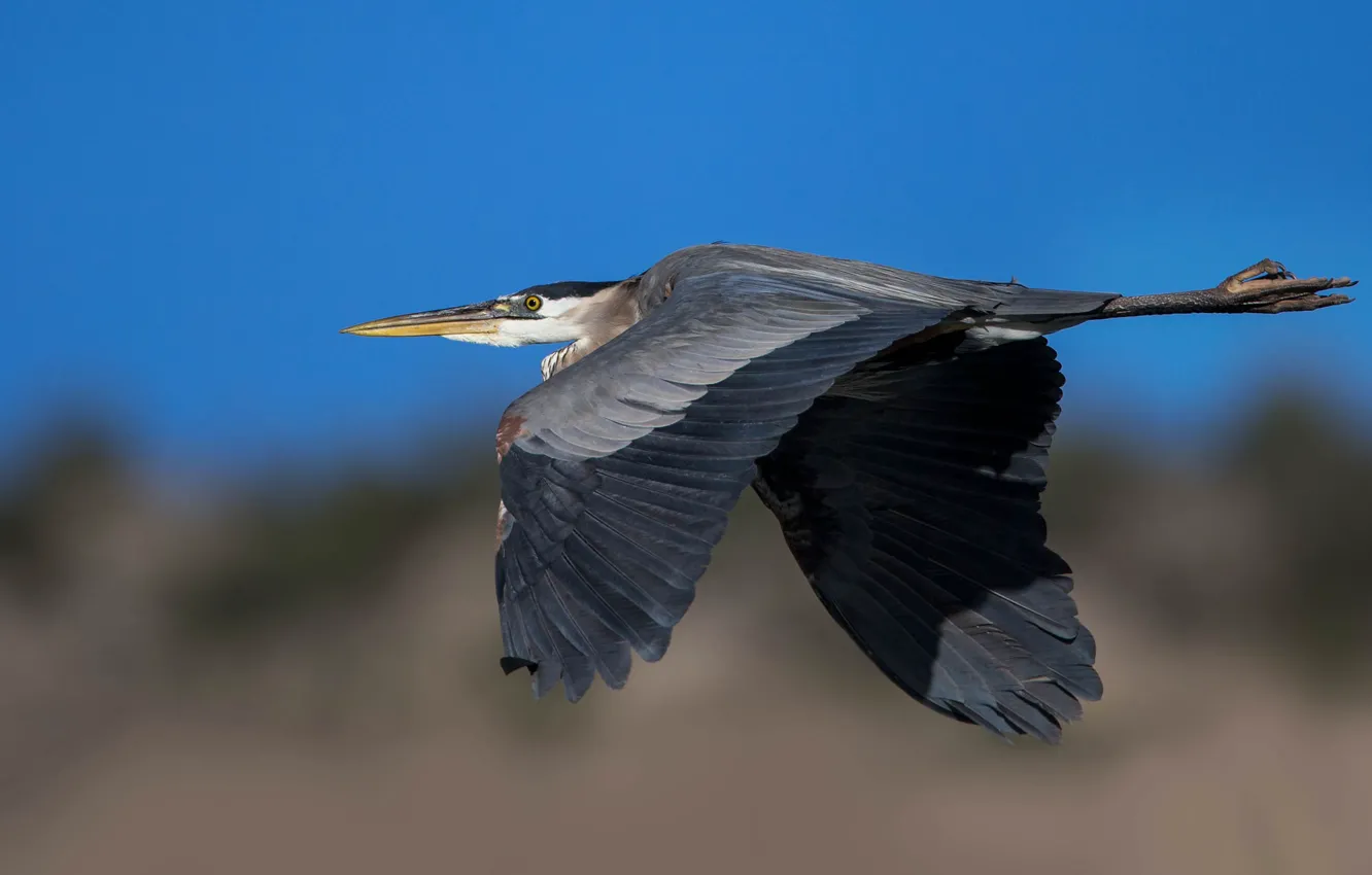 Photo wallpaper flight, bird, wings, beak, great blue Heron
