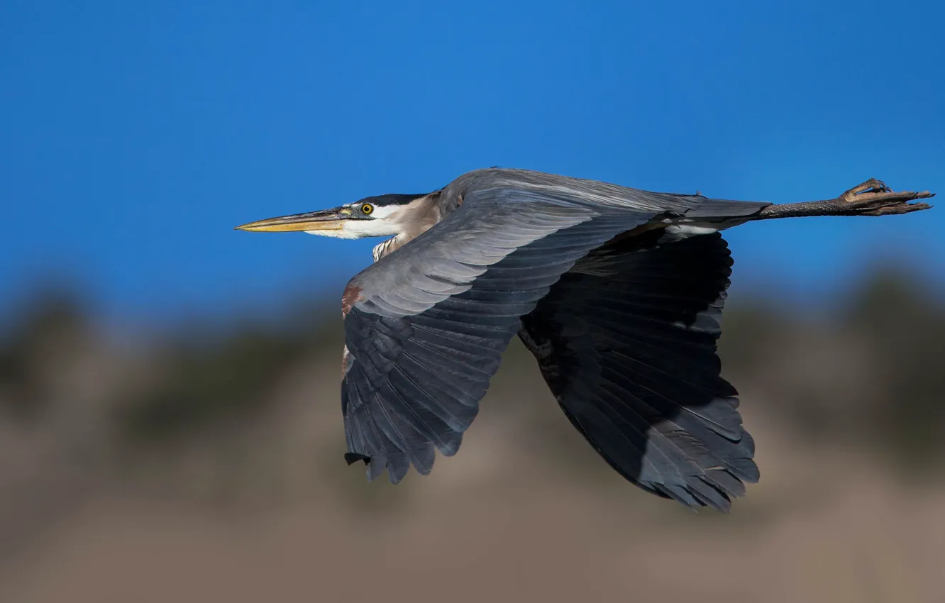 Photo wallpaper flight, bird, wings, beak, Great blue Heron