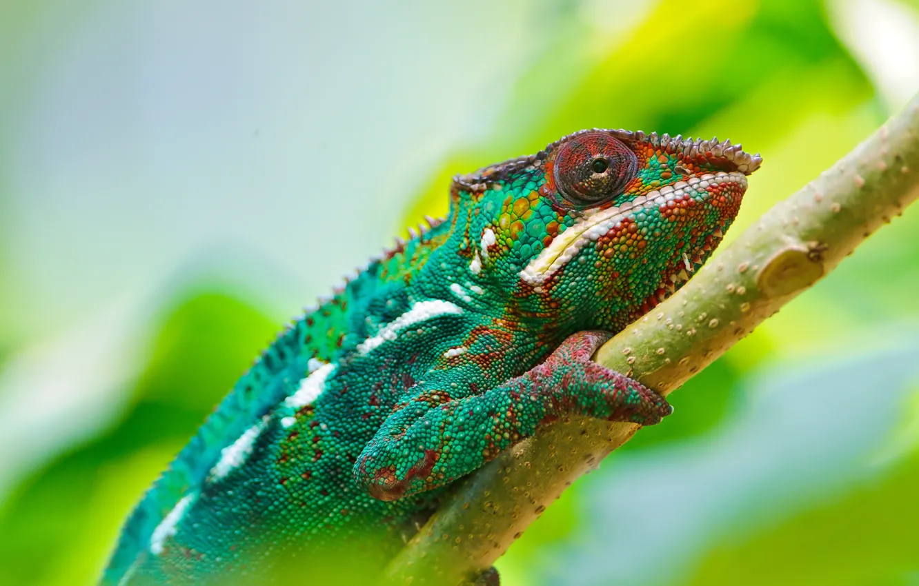 Photo wallpaper Colorful, Wallpaper, Chameleon