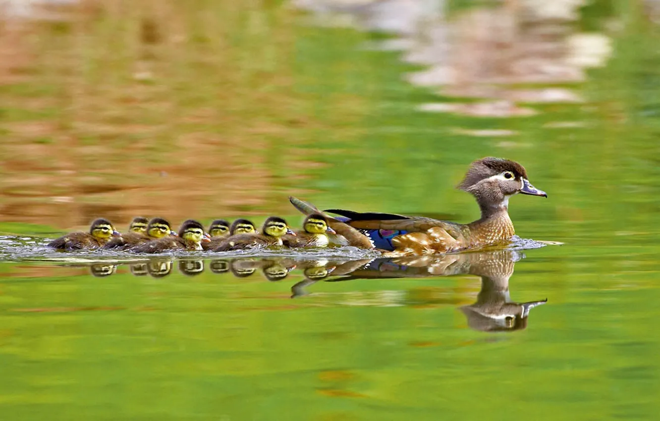 Photo wallpaper water, ducks, swimming, mother, babies