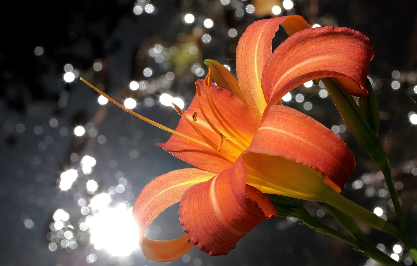 Photo wallpaper flowers, daylilies, background, bokeh, glare