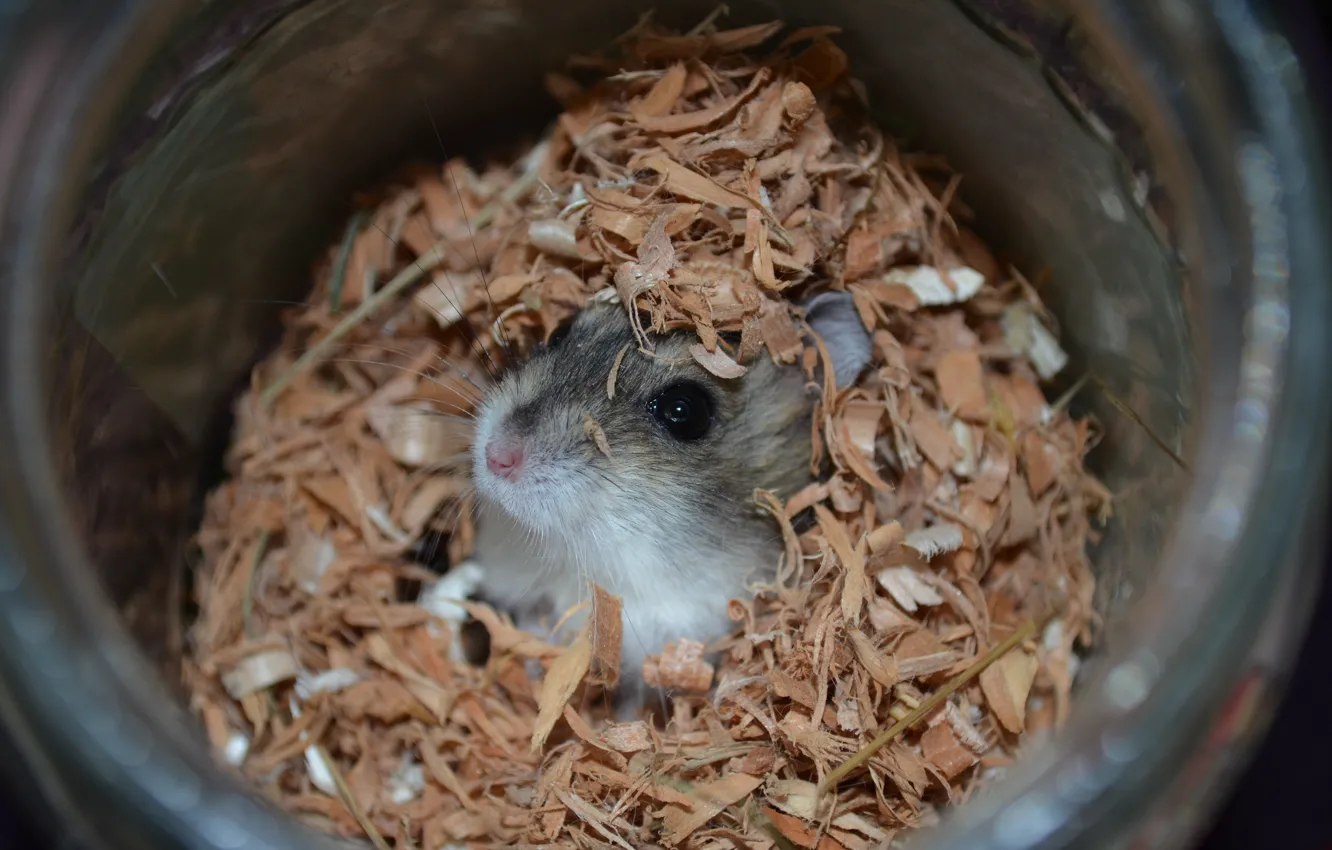 Photo wallpaper hamster, sawdust, pet, Jungar