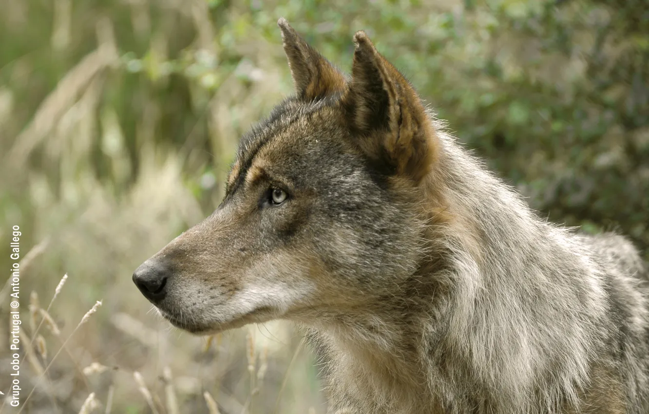 Photo wallpaper Predator, nature, animal, wolf, wildlife, portrait, iberian wolf, portrait.