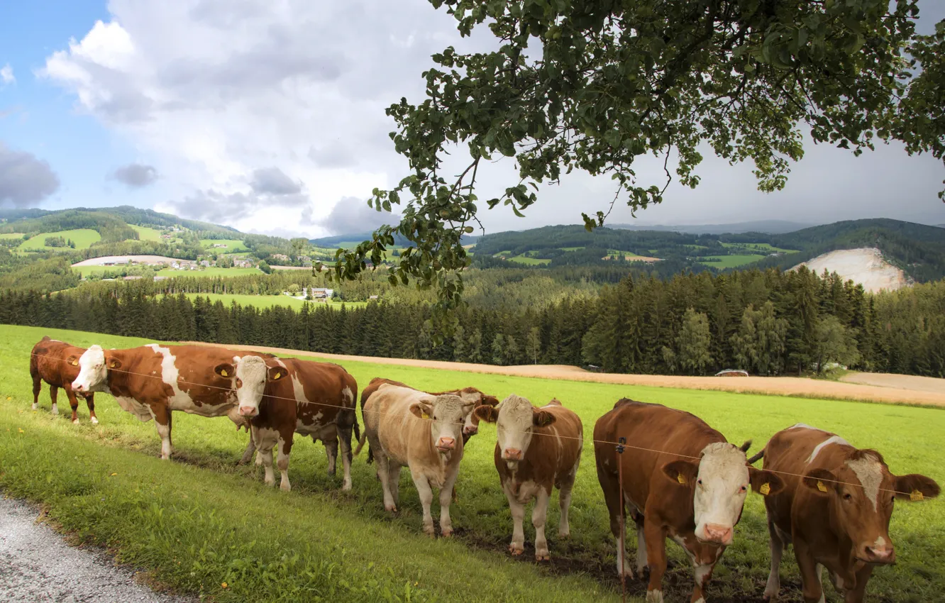 Photo wallpaper field, cow, cows, pasture, meadow, a lot, the herd, a herd of cows