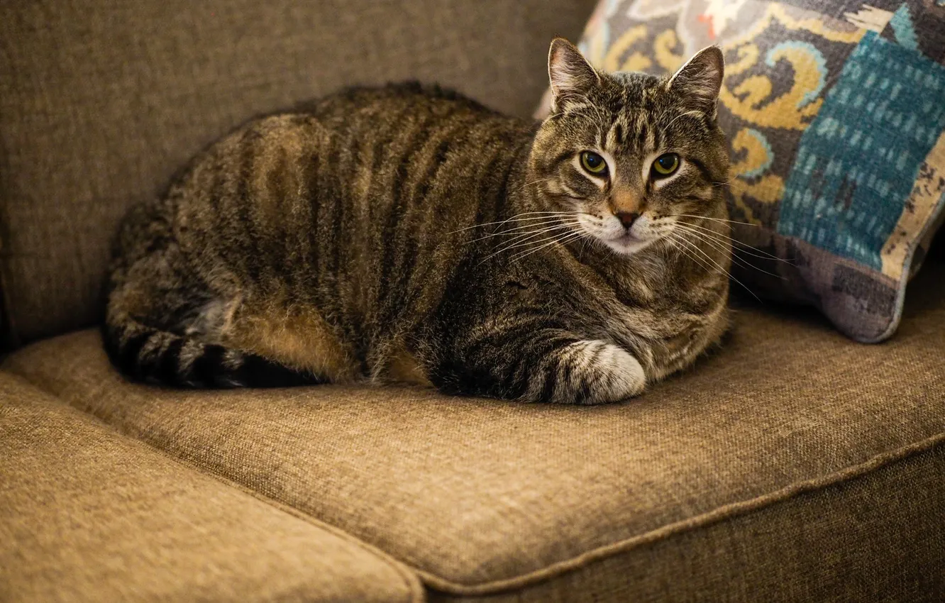 Photo wallpaper cat, cat, look, pose, grey, sofa, pillow, lies