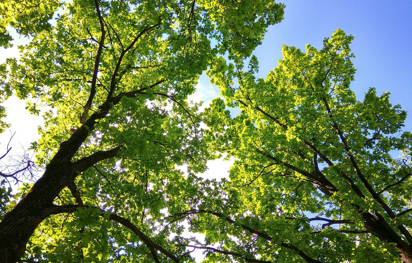 Photo wallpaper forest, summer, trees, Park