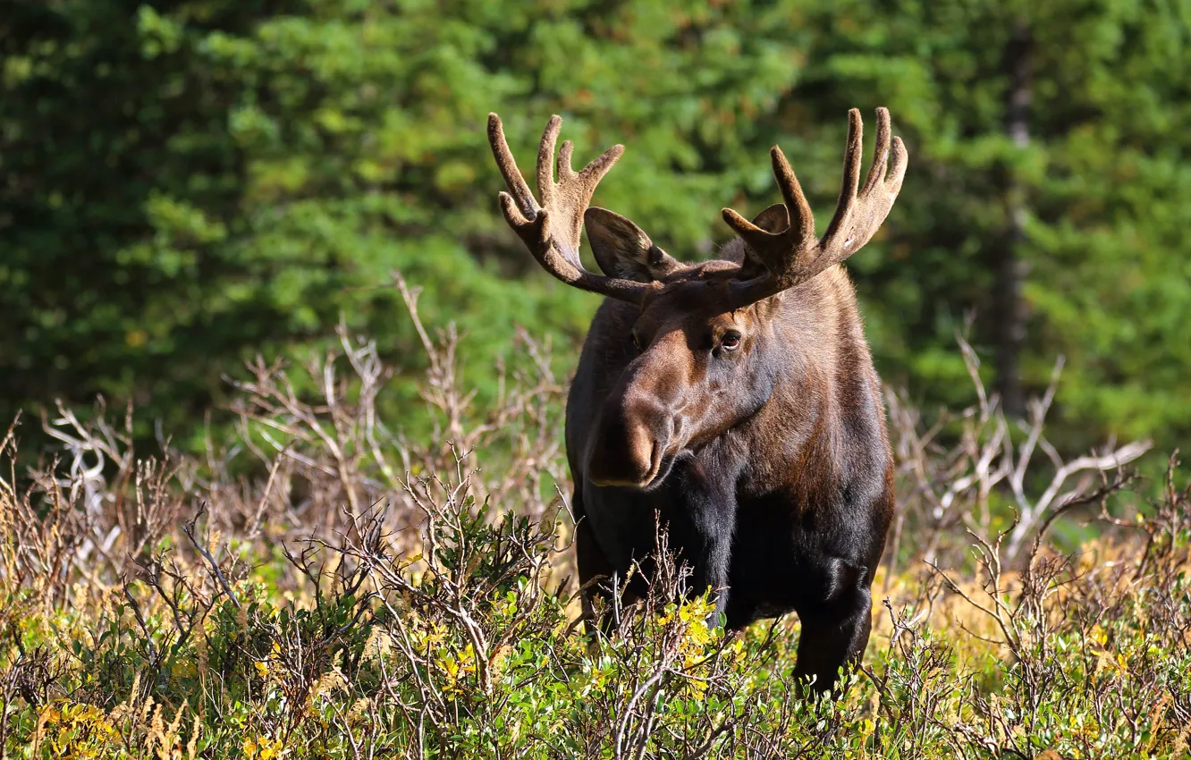 Photo wallpaper summer, look, face, light, branches, nature, horns, the bushes