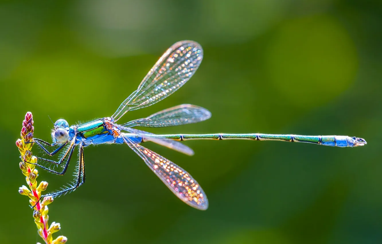 Photo wallpaper flowers, nature, macro, leaf, wings, dragonfly, insect, flower