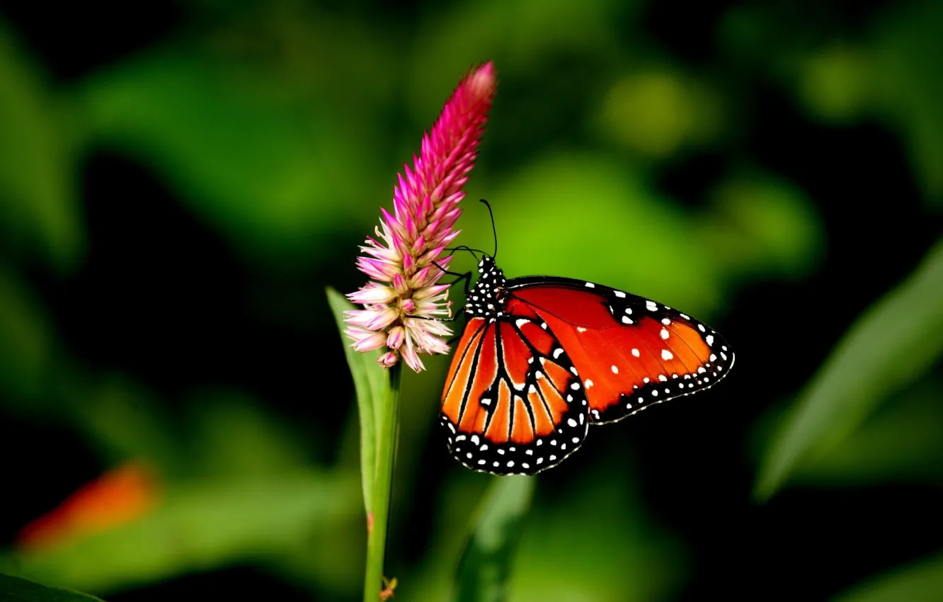 Photo wallpaper Nature, Flower, Macro, Butterfly