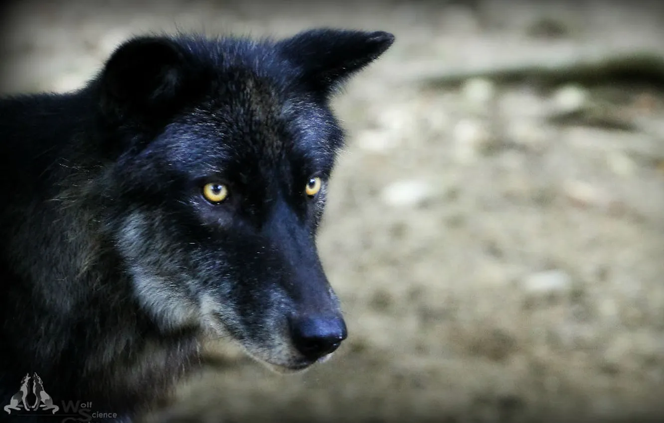 Photo wallpaper Predator, nature, snow, face, animal, wolf, canis lupus, wildlife