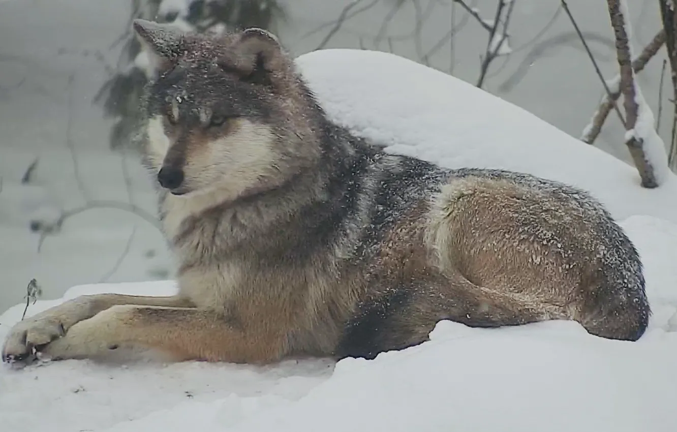 Photo wallpaper nature, predator, animal, wolf, wildlife, portrait., Canis lupus. face • wolf • portrait • predator