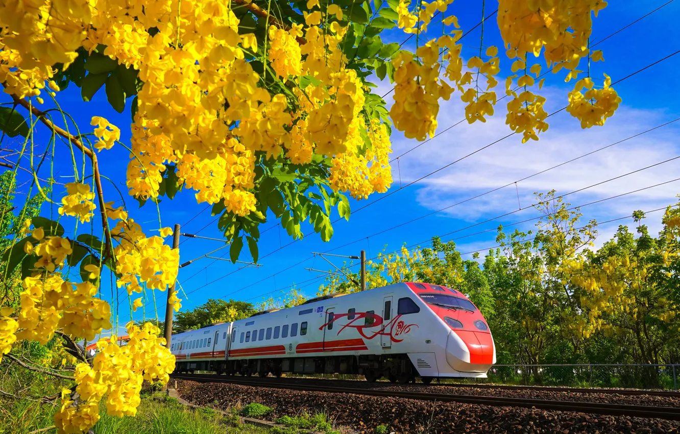 Photo wallpaper flowers, train, spring