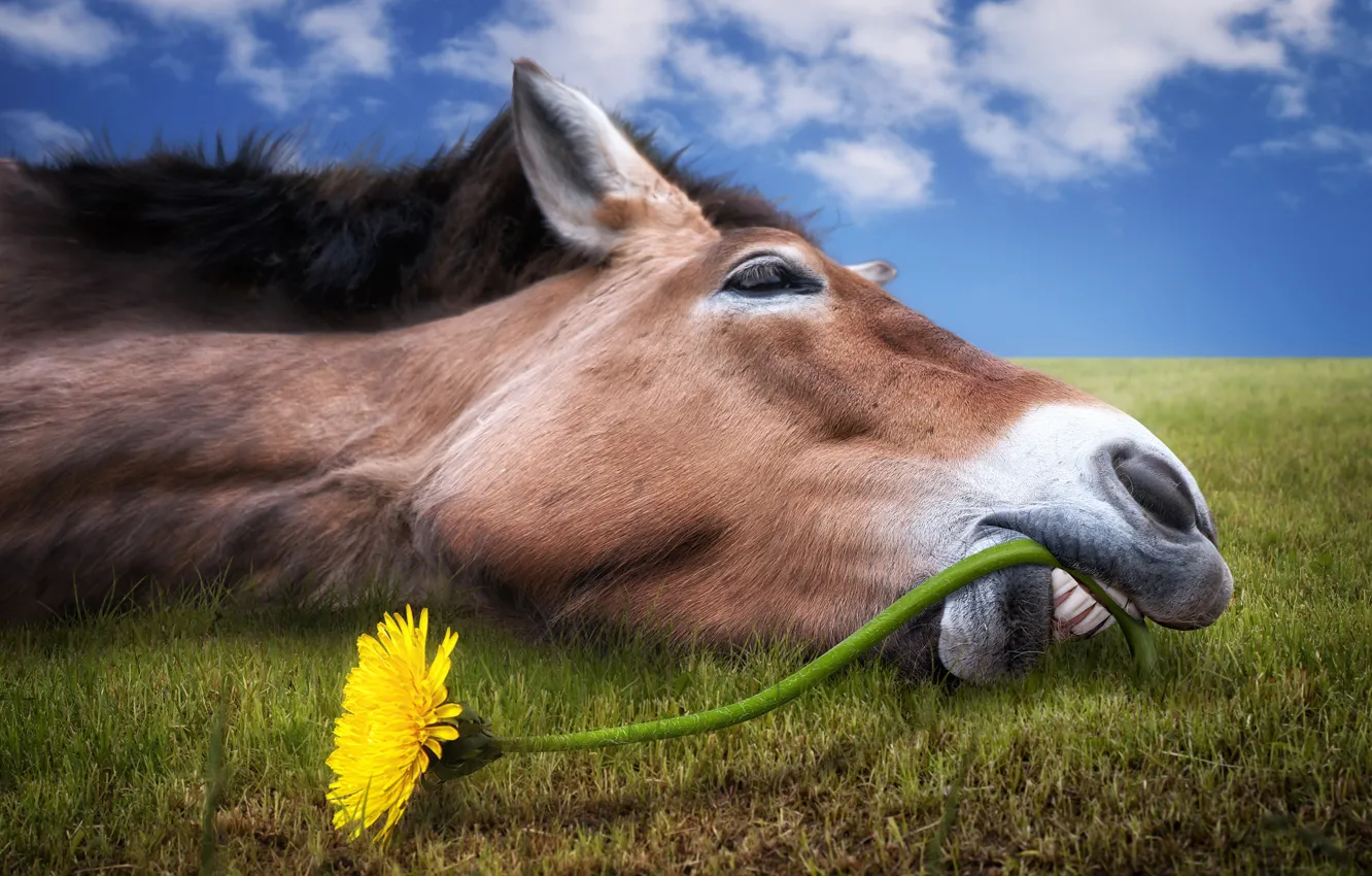 Photo wallpaper greens, field, the sky, grass, face, clouds, flowers, yellow