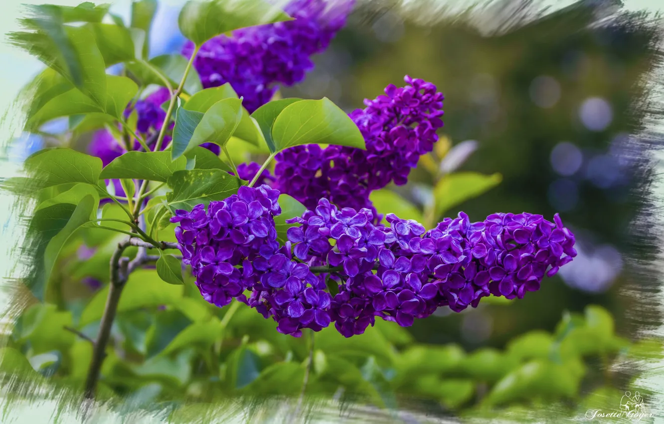 Photo wallpaper frame, lilac, purple lilac