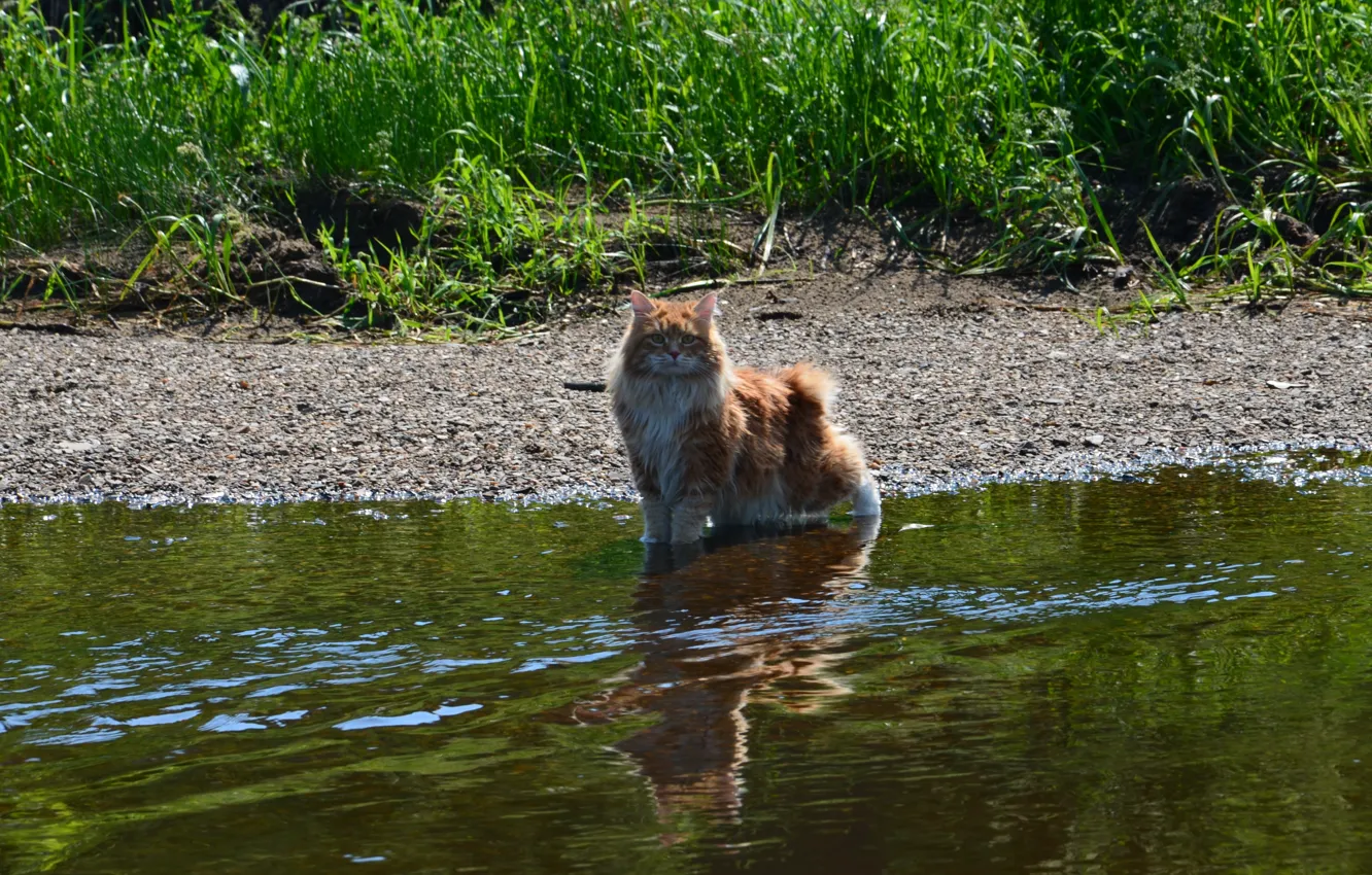 Photo wallpaper river, red cat, Kurilian Bobtail