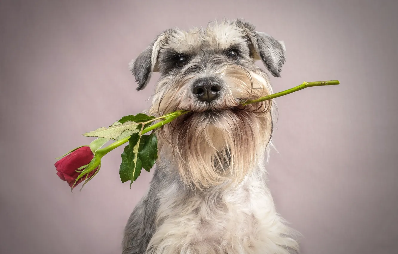 Wallpaper each, roses, dog for mobile and desktop, section собаки ...