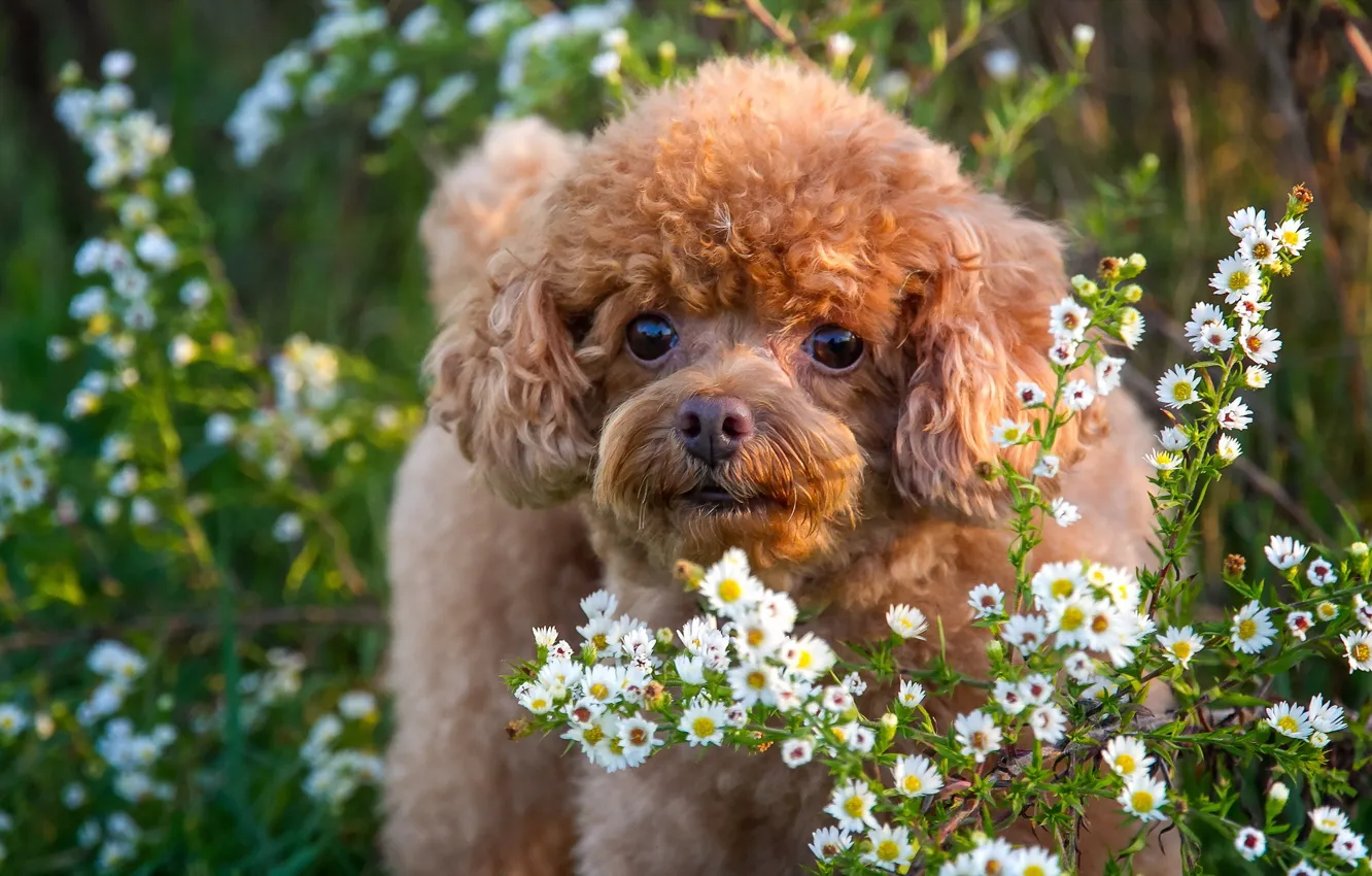 Photo wallpaper look, flowers, each, dog