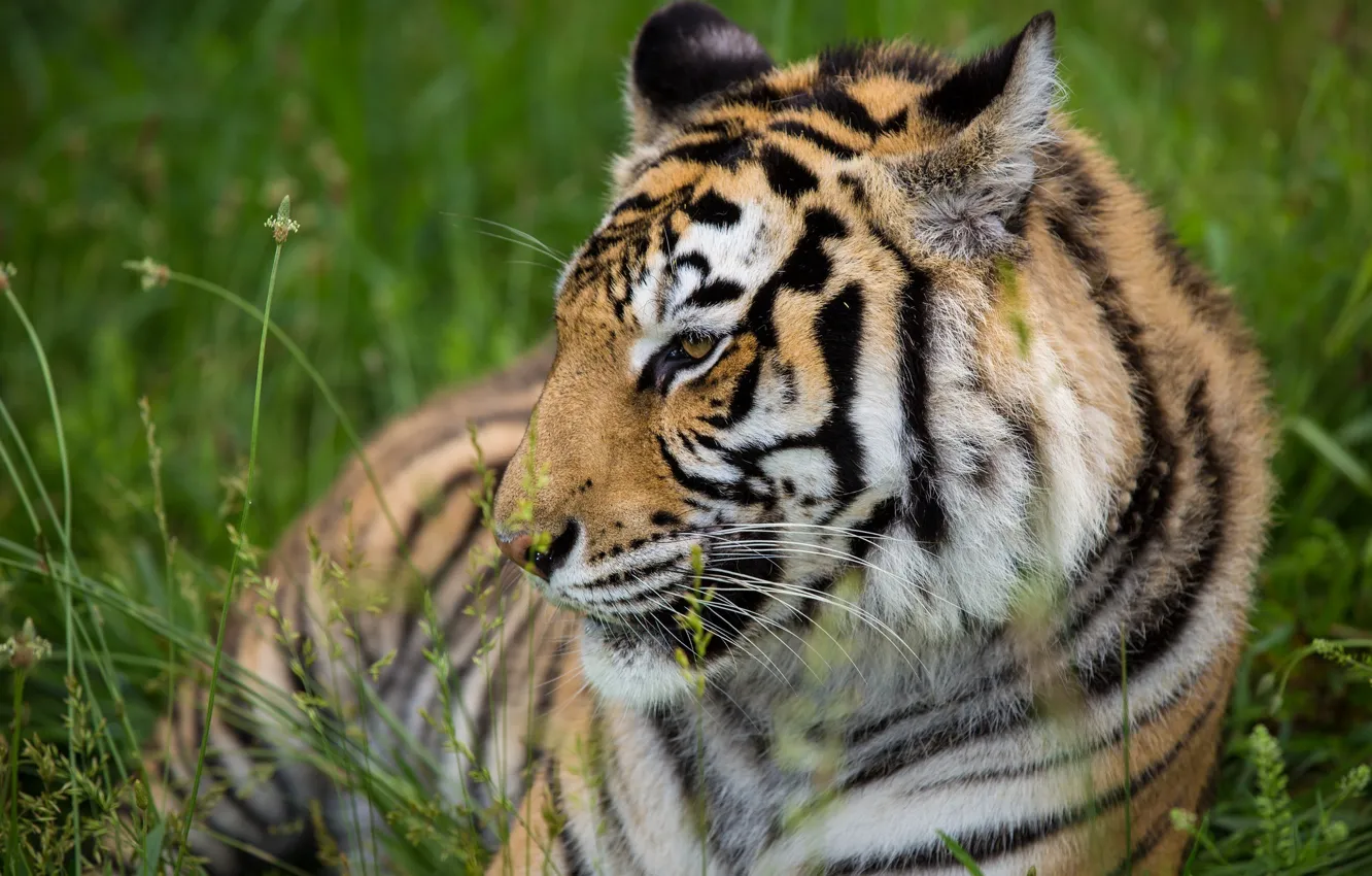 Photo wallpaper tiger, stay, predator, profile, wild cat