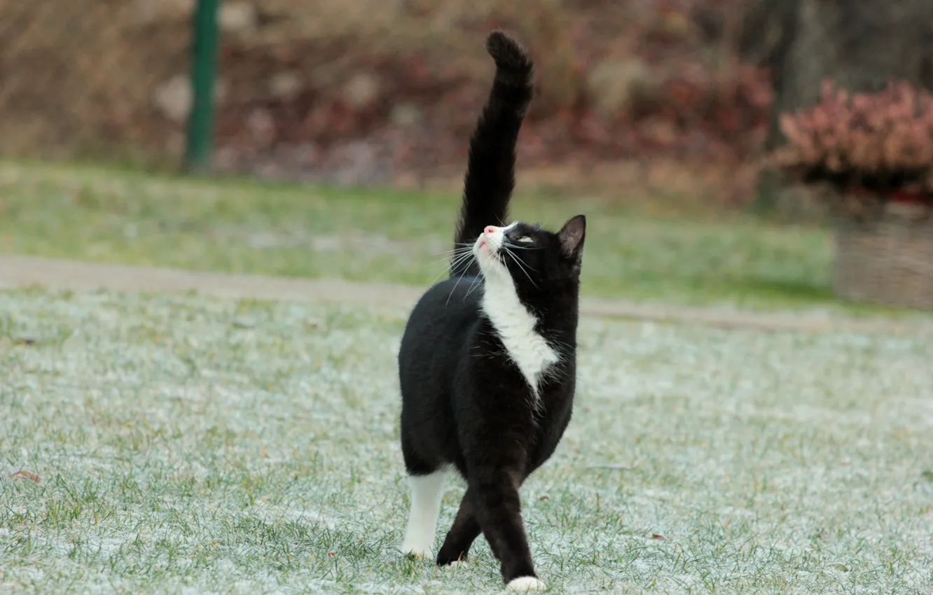 Photo wallpaper frost, cat, grass, cat, tail, black and white