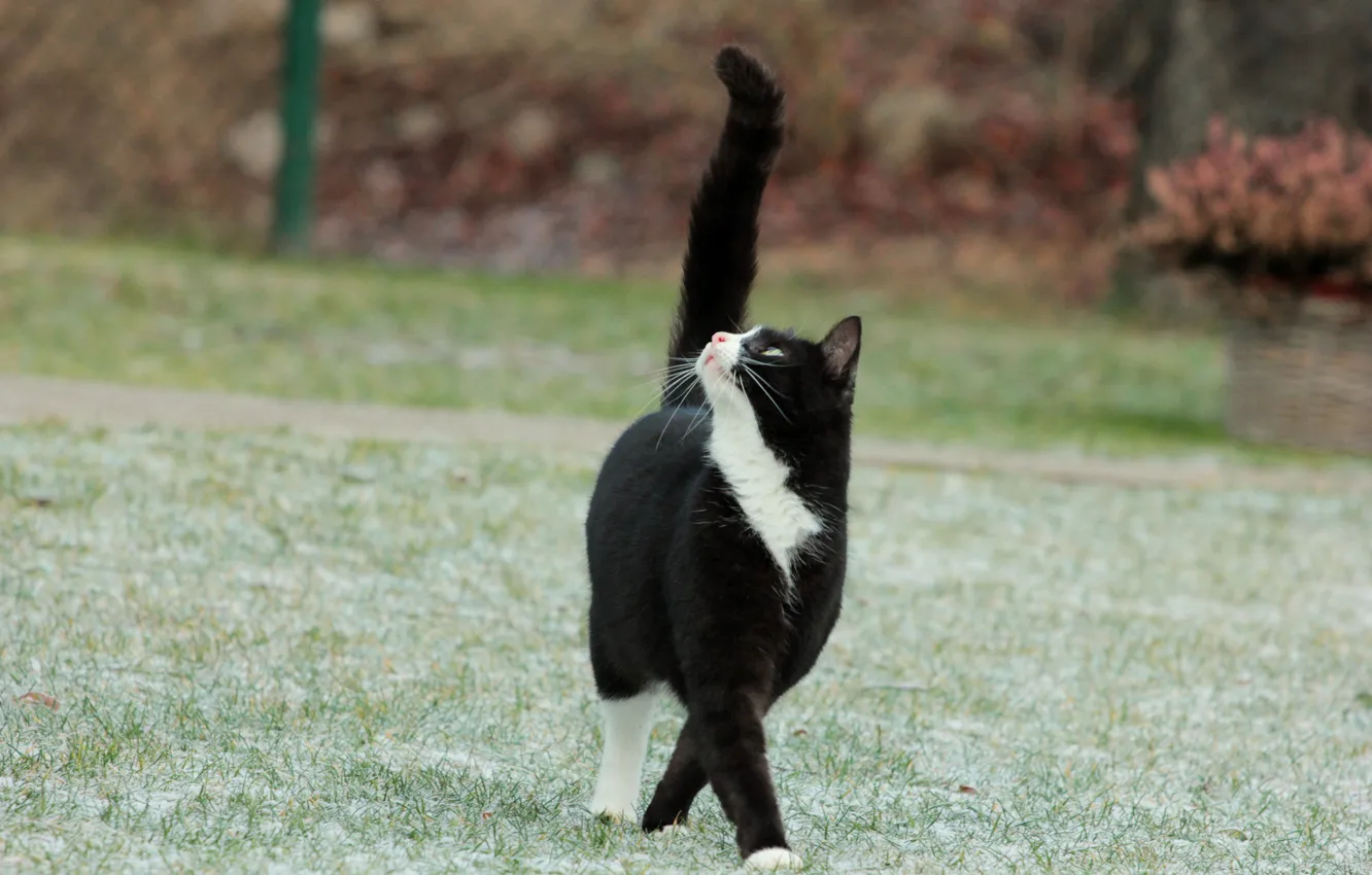 Photo wallpaper frost, cat, grass, cat, black and white, tail