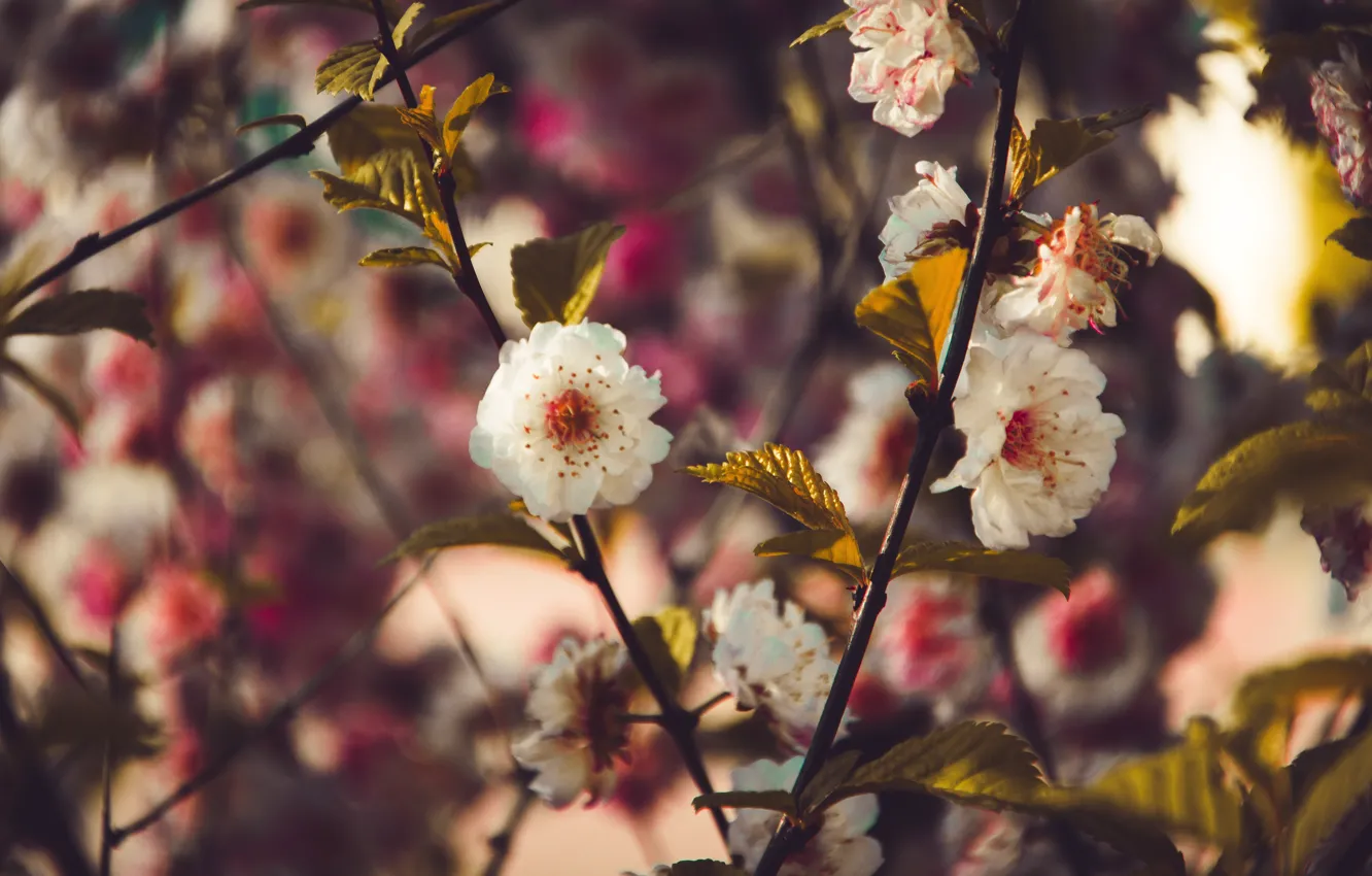 Photo wallpaper flowers, plant, color, flower, close-up, flowers, color, flora