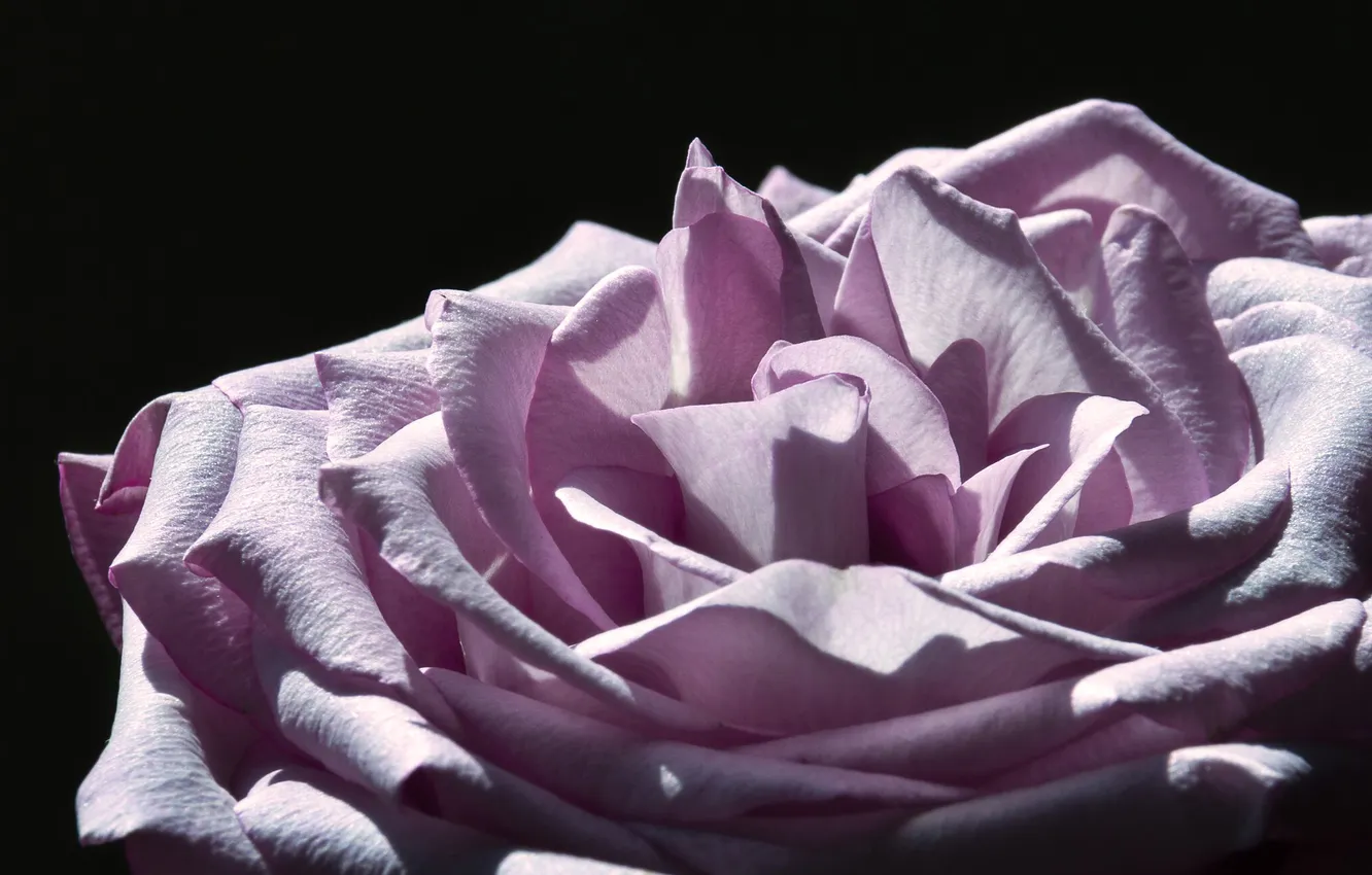 Photo wallpaper macro, light, flowers, roses, petals, pink, black background
