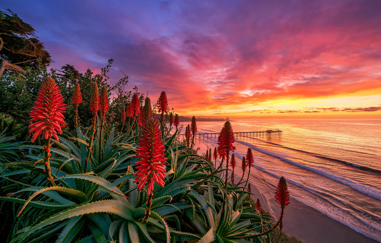 Photo wallpaper sea, sunset, flowers, shore, surf, red, aloe, San Diego