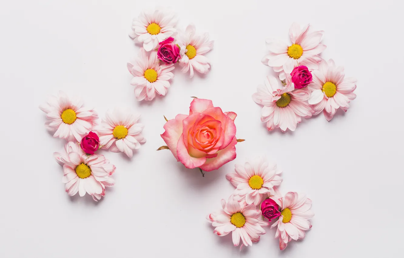 Photo wallpaper Flowers, Roses, Chrysanthemum