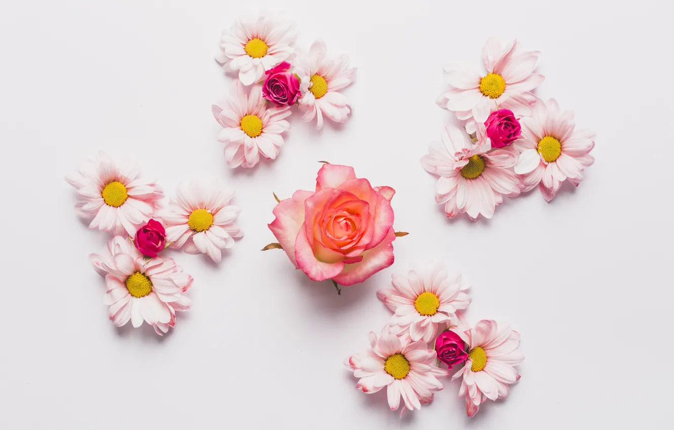 Photo wallpaper flowers, roses, chrysanthemum