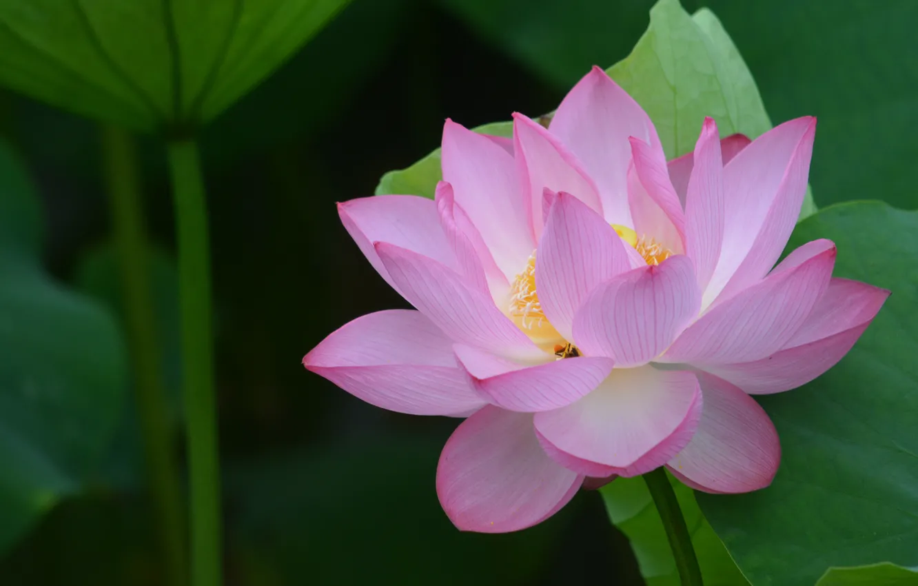 Photo wallpaper pink, Lotus, pink, lotos