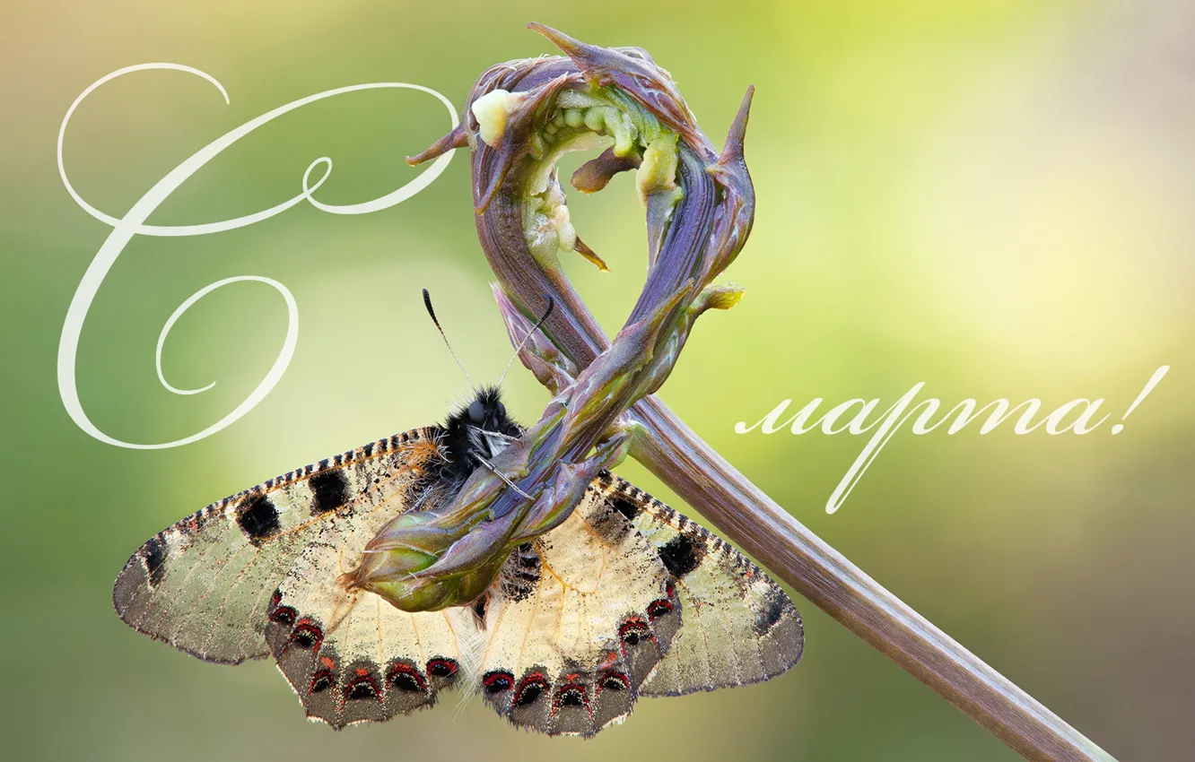 Photo wallpaper macro, background, butterfly, March 8, stems