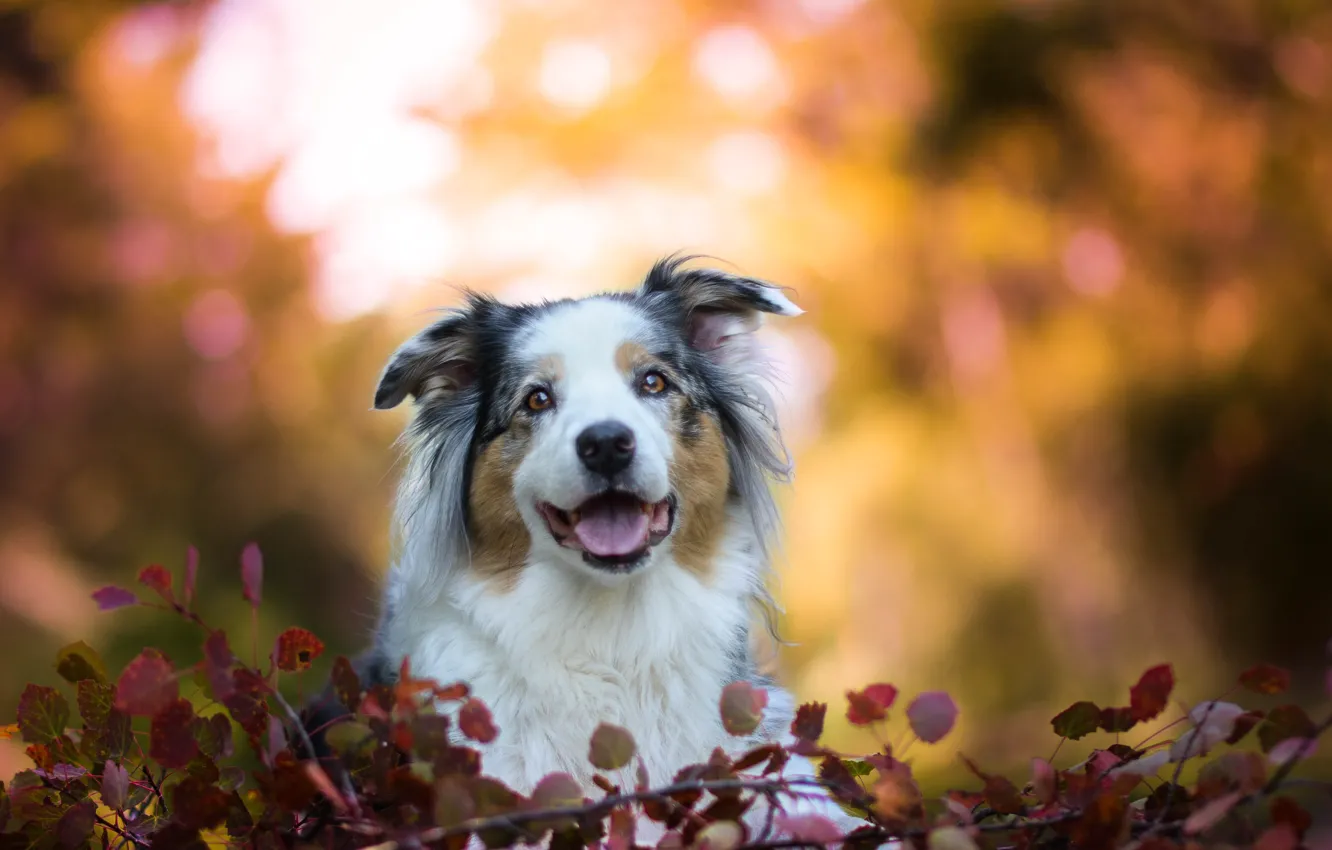 Photo wallpaper face, leaves, dog, bokeh, Australian shepherd, Aussie