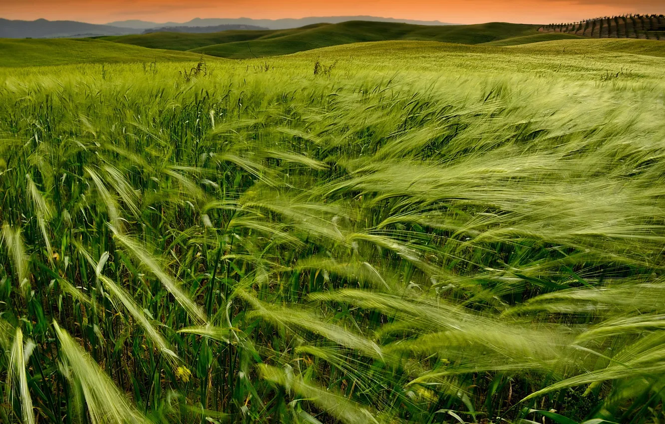 Photo wallpaper wheat, field, sunset, nature